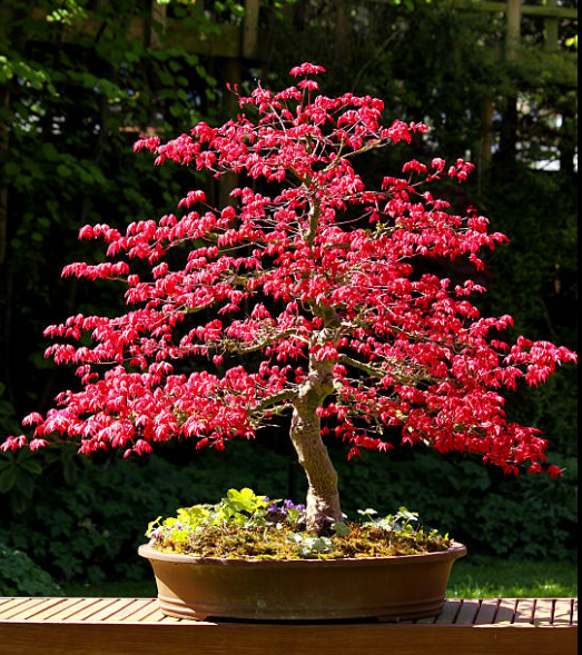 Japanese Maple Bonsai (Acer palmatum)